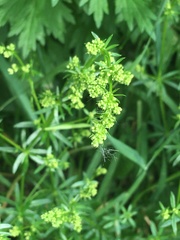 Galium mollugo