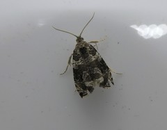 Olethreutes appendiceum