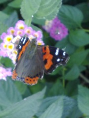 Vanessa vulcania
