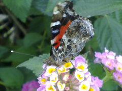 Vanessa vulcania
