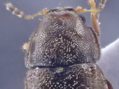 Cis villosulus