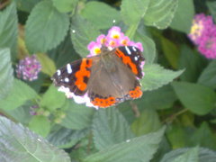 Vanessa vulcania