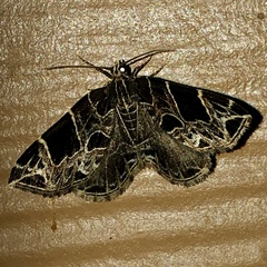 Gandaritis atricolorata