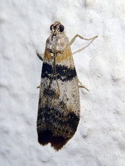 Sciota rhenella