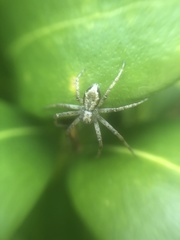 Philodromus