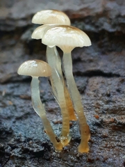 Roridomyces