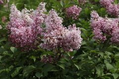Syringa × prestoniae