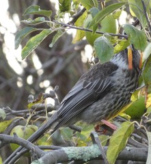 Anthochaera paradoxa