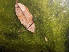 Hydrometra stagnorum