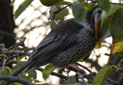 Anthochaera paradoxa