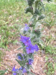 Echium vulgare