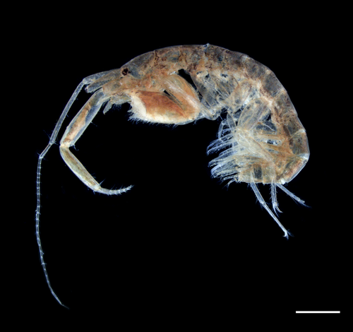 Grandidierella bonnieroides