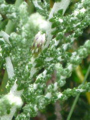 Olearia lepidophylla