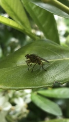 Scathophaga stercoraria