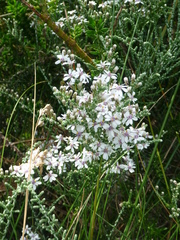 Olearia lepidophylla