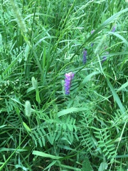 Vicia cracca