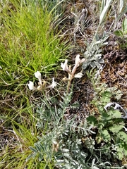 Astragalus macroceras