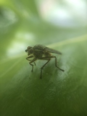 Scathophaga stercoraria