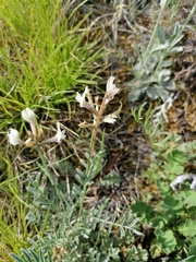 Astragalus macroceras