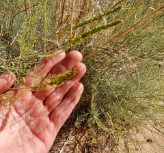 Parryella filifolia