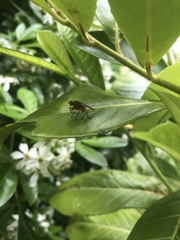 Scathophaga stercoraria