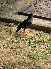 Acridotheres javanicus