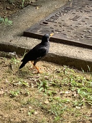 Acridotheres javanicus