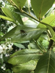 Scathophaga stercoraria