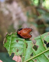 Micrathena clypeata