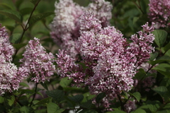 Syringa × prestoniae