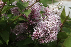 Syringa × prestoniae