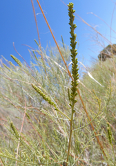 Parryella filifolia