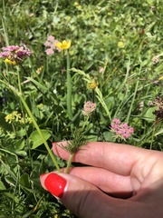 Chaerophyllum roseum