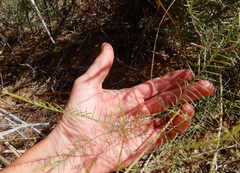 Parryella filifolia