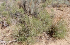 Parryella filifolia