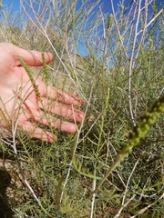 Parryella filifolia