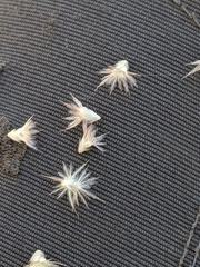 Enneapogon lindleyanus