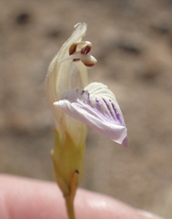 Monechma spartioides