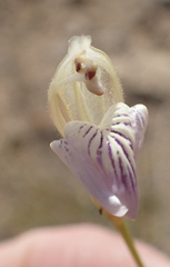 Monechma spartioides