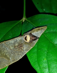 Ocrepeira covillei