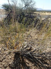 Monechma spartioides