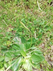 Plantago
