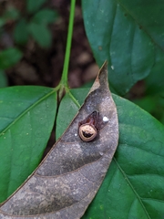 Ocrepeira covillei