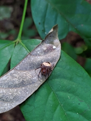 Ocrepeira covillei
