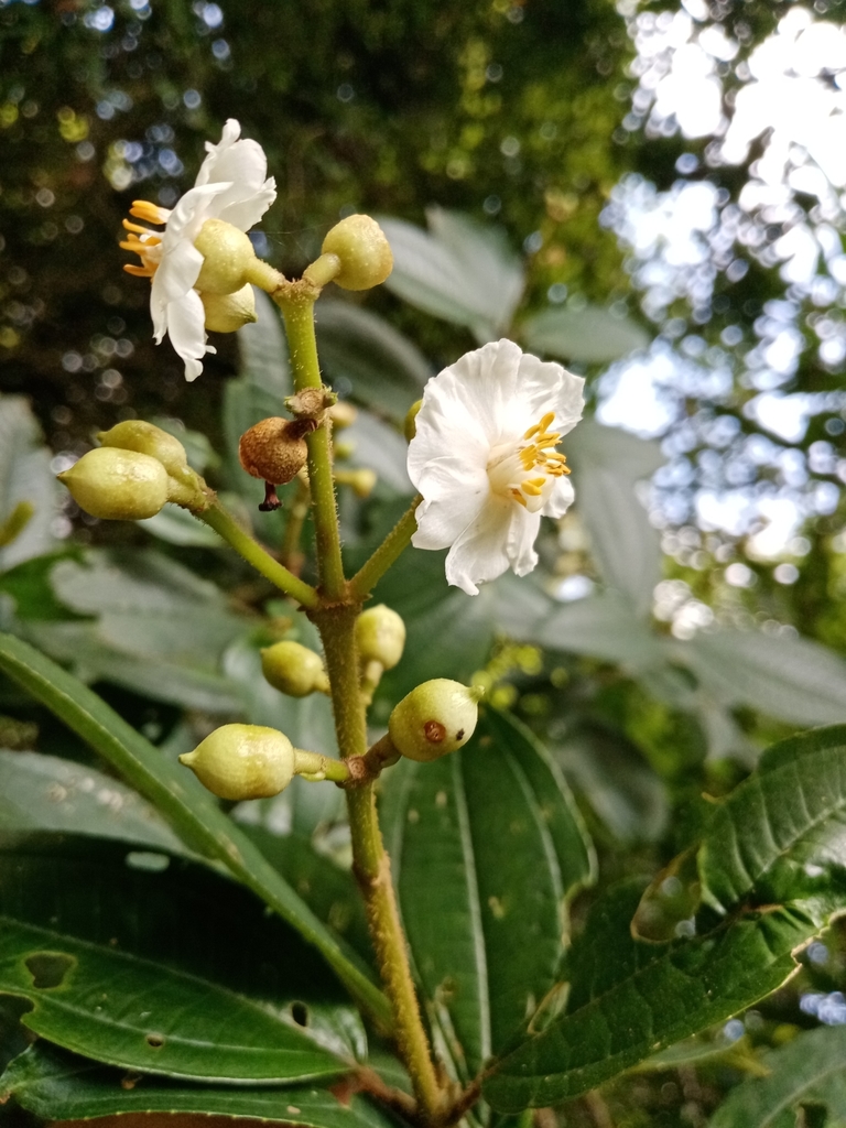 Miconia subhirsuta