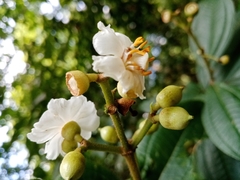 Miconia subhirsuta