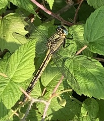 Arigomphus