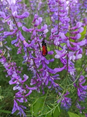 Zygaena punctum