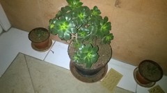 Aeonium