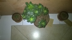 Aeonium